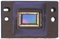 �j�`�e�|�S�O�O�̎ʐ^